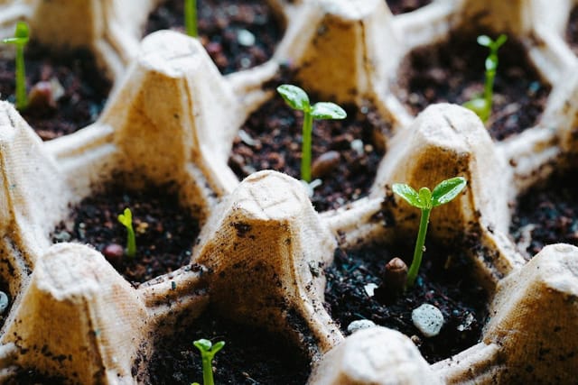 Seedlings growing in soil inside a cardboard egg carton.