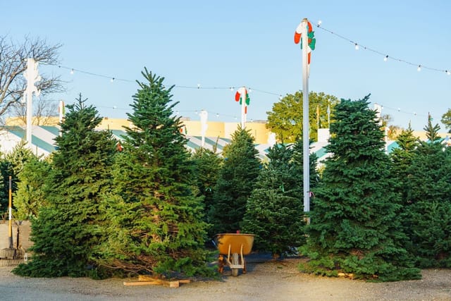 Rows of real fir Christmas trees for sale on an outdoor lot under strings of lights.