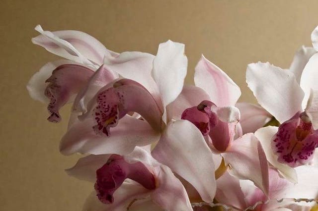 Pink and white orchid flowers in a glass vase against a beige wall.