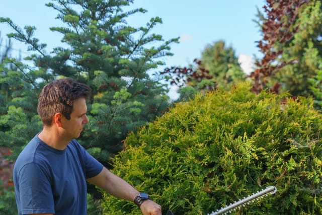A man cuts a conifer hedge with an electric hedge trimmer.