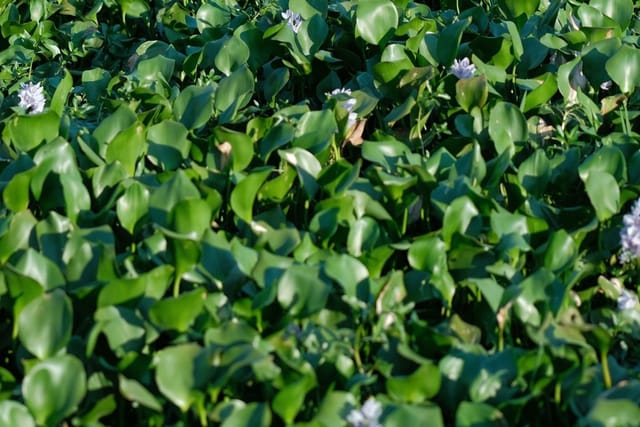 A dense mat of broad green leaves of an invasive plant smothering the ground.